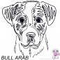 Preview: Impfausweishülle mit Bull Arab